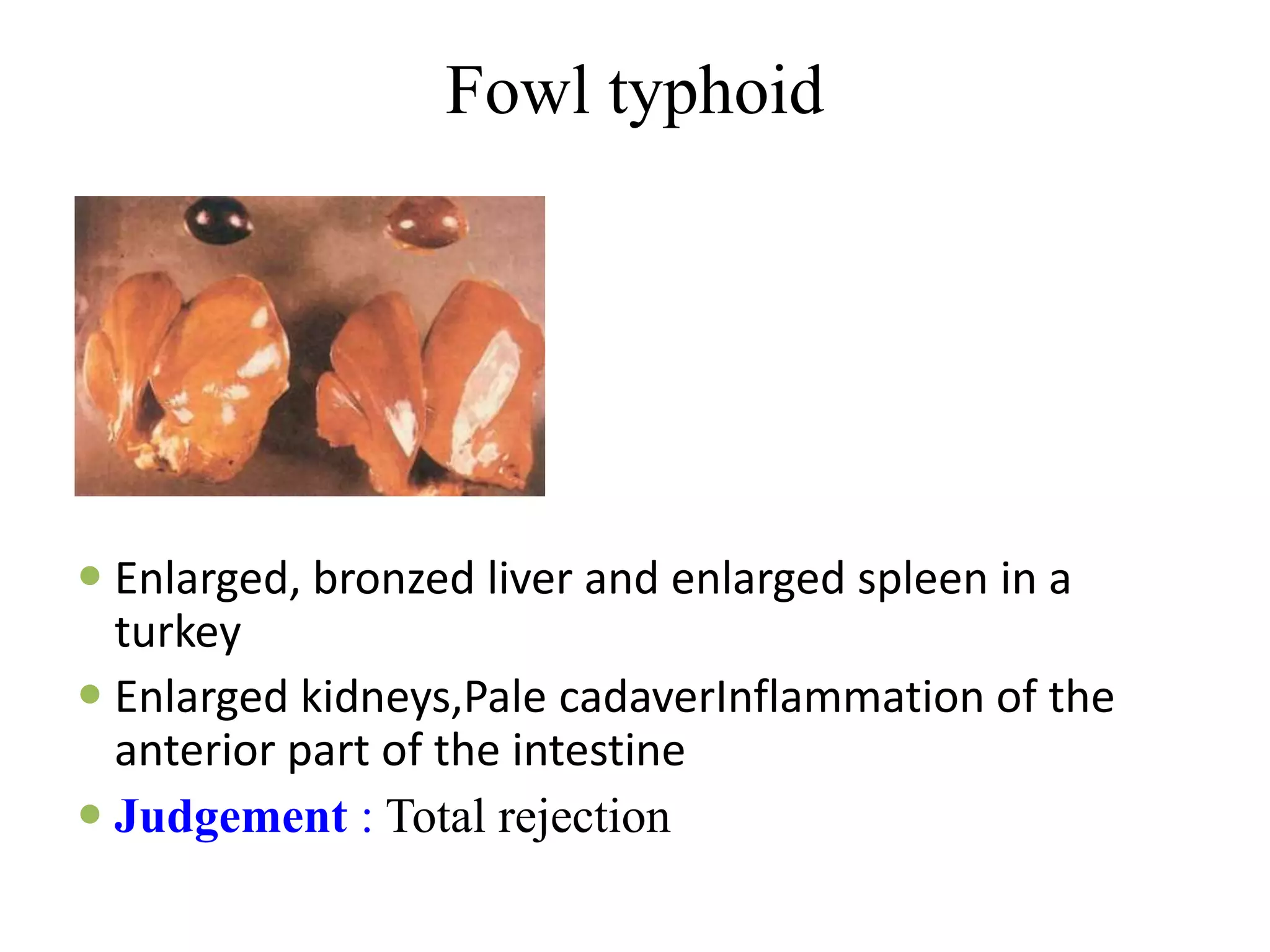 Fowl typhoid
 Enlarged, bronzed liver and enlarged spleen in a
turkey
 Enlarged kidneys,Pale cadaverInflammation of the
anterior part of the intestine
 Judgement : Total rejection
 