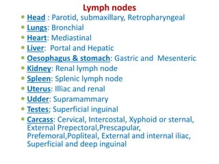 Lymph nodes
 Head : Parotid, submaxillary, Retropharyngeal
 Lungs: Bronchial
 Heart: Mediastinal
 Liver: Portal and Hepatic
 Oesophagus & stomach: Gastric and Mesenteric
 Kidney: Renal lymph node
 Spleen: Splenic lymph node
 Uterus: Illiac and renal
 Udder: Supramammary
 Testes; Superficial inguinal
 Carcass: Cervical, Intercostal, Xyphoid or sternal,
External Prepectoral,Prescapular,
Prefemoral,Popliteal, External and internal iliac,
Superficial and deep inguinal
 