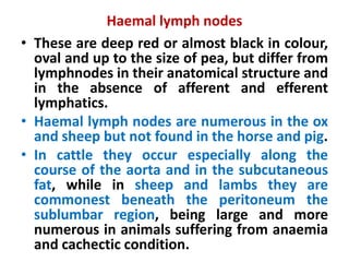 Haemal lymph nodes
• These are deep red or almost black in colour,
oval and up to the size of pea, but differ from
lymphnodes in their anatomical structure and
in the absence of afferent and efferent
lymphatics.
• Haemal lymph nodes are numerous in the ox
and sheep but not found in the horse and pig.
• In cattle they occur especially along the
course of the aorta and in the subcutaneous
fat, while in sheep and lambs they are
commonest beneath the peritoneum the
sublumbar region, being large and more
numerous in animals suffering from anaemia
and cachectic condition.
 