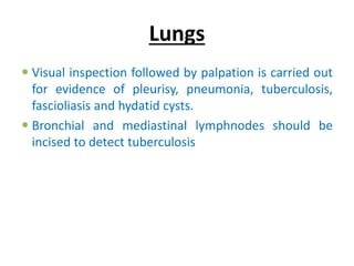 Lungs
 Visual inspection followed by palpation is carried out
for evidence of pleurisy, pneumonia, tuberculosis,
fascioliasis and hydatid cysts.
 Bronchial and mediastinal lymphnodes should be
incised to detect tuberculosis
 