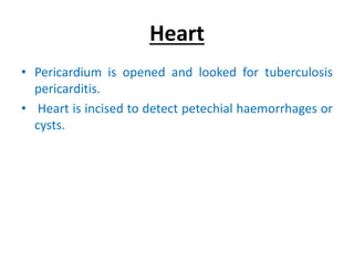 Heart
• Pericardium is opened and looked for tuberculosis
pericarditis.
• Heart is incised to detect petechial haemorrhages or
cysts.
 