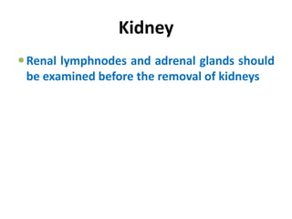 Kidney
Renal lymphnodes and adrenal glands should
be examined before the removal of kidneys
 
