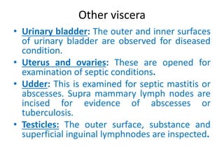 Other viscera
• Urinary bladder: The outer and inner surfaces
of urinary bladder are observed for diseased
condition.
• Uterus and ovaries: These are opened for
examination of septic conditions.
• Udder: This is examined for septic mastitis or
abscesses. Supra mammary lymph nodes are
incised for evidence of abscesses or
tuberculosis.
• Testicles: The outer surface, substance and
superficial inguinal lymphnodes are inspected.
 