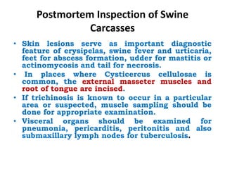 Postmortem Inspection of Swine
Carcasses
• Skin lesions serve as important diagnostic
feature of erysipelas, swine fever and urticaria,
feet for abscess formation, udder for mastitis or
actinomycosis and tail for necrosis.
• In places where Cysticercus cellulosae is
common, the external masseter muscles and
root of tongue are incised.
• If trichinosis is known to occur in a particular
area or suspected, muscle sampling should be
done for appropriate examination.
• Visceral organs should be examined for
pneumonia, pericarditis, peritonitis and also
submaxillary lymph nodes for tuberculosis.
 