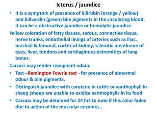 Icterus / jaundice
• It is a symptom of presence of bilirubin (orange / yellow)
and biliverdin (green) bile pigments in the circulating blood.
It can be a obstructive jaundice or hemolytic jaundice
Yellow coloration of fatty tissues, serous, connective tissue,
nerve trunks, endothelial linings of arteries such as iliac,
brachial & femoral, cortex of kidney, sclerotic membrane of
eyes, liver, tendons and cartilaginous extremities of long
bones.
Carcass may render repugnant odour.
• Test –Remington Fowrie test - for presence of abnormal
odour & bile pigments.
• Distinguish jaundice with carotene in cattle or xanthophyll in
sheep (sheep are unable to oxidize xanthophylls in its food
• Carcass may be detained for 24 hrs to note if this color fades
due to action of the muscular enzymes..
 