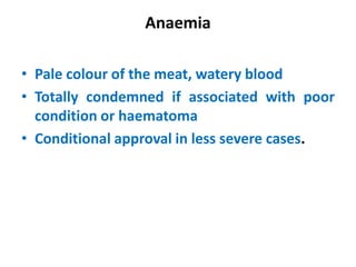 Anaemia
• Pale colour of the meat, watery blood
• Totally condemned if associated with poor
condition or haematoma
• Conditional approval in less severe cases.
 