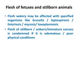 Flesh of fetuses and stillborn animals
• Flesh watery may be affected with specified
organisms like brucella / leptospirosis /
listeriosis / mycosis/ toxoplasmosis
• Flesh of stillborn / unborn/immature carcass
is condemned if it is edematous / poor
physical conditions
 