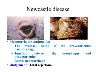 Newcastle disease
• Heamorrhagic conjunctiva
– The mucosal lining of the proventriculus
haemorrhage
– Junction between the oesophagus and
proventriculus
– Bursal heamorrhage
• Judgement : Total rejection.
 