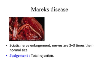 Mareks disease
• Sciatic nerve enlargement, nerves are 2–3 times their
normal size
• Judgement : Total rejection.
 