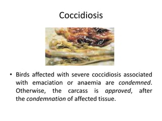 Coccidiosis
• Birds affected with severe coccidiosis associated
with emaciation or anaemia are condemned.
Otherwise, the carcass is approved, after
the condemnation of affected tissue.
 