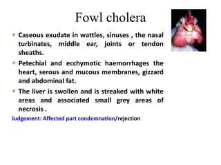 Fowl cholera
 Caseous exudate in wattles, sinuses , the nasal
turbinates, middle ear, joints or tendon
sheaths.
 Petechial and ecchymotic haemorrhages the
heart, serous and mucous membranes, gizzard
and abdominal fat.
 The liver is swollen and is streaked with white
areas and associated small grey areas of
necrosis .
Judgement: Affected part condemnation/rejection
 