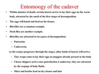 Entomoogy of the cadaver
• Within minutes of death, certain insects arrive to lay their eggs on the warm
body, attracted by the smell of the first stages of decomposition.
• The eggs will hatch and feed on the tissues.
• Blowflies are a common example.
• Flesh flies are another example.
• Blowflies are attracted to two gases of decomposition:
– Putrescine
– Cadaverene
As the corpse progresses through the stages, other kinds of insects will arrive.
– Tiny wasps come to lay their eggs on maggots already present in the body
– Cheese skippers arrive once putrefaction is underway; they are attracted
by the seepage of body fluids.
– Mites and beetles feed on dry tissues and hair
 