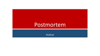 Postmortem
Peafowl
 