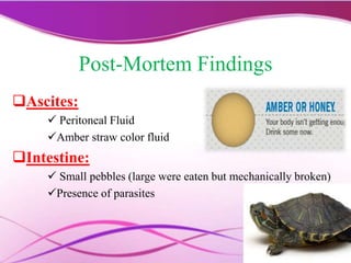 Post-Mortem Findings
Ascites:
 Peritoneal Fluid
Amber straw color fluid
Intestine:
 Small pebbles (large were eaten but mechanically broken)
Presence of parasites
 