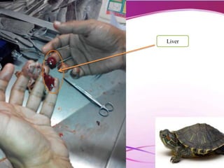Liver
 