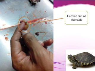 Cardiac end of
stomach
 
