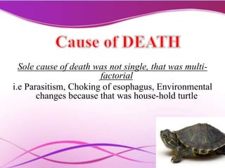 Sole cause of death was not single, that was multi-
factorial
i.e Parasitism, Choking of esophagus, Environmental
changes because that was house-hold turtle
 