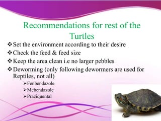 Recommendations for rest of the
Turtles
Set the environment according to their desire
Check the feed & feed size
Keep the area clean i.e no larger pebbles
Deworming (only following dewormers are used for
Reptiles, not all)
Fenbendazole
Mebendazole
Praziquental
 