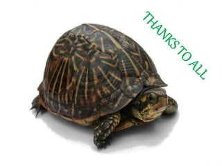 Postmortem of turtle