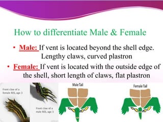 How to differentiate Male & Female
• Male: If vent is located beyond the shell edge.
Lengthy claws, curved plastron
• Female: If vent is located with the outside edge of
the shell, short length of claws, flat plastron
 