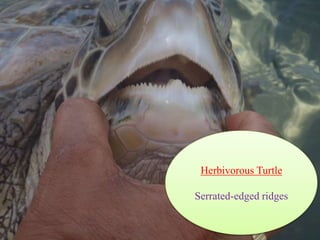 Herbivorous Turtle
Serrated-edged ridges
 