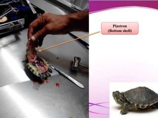 Plastron
(Bottom shell)
 