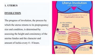 postnatal assessment.pptx
