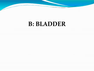 B: BLADDER
 