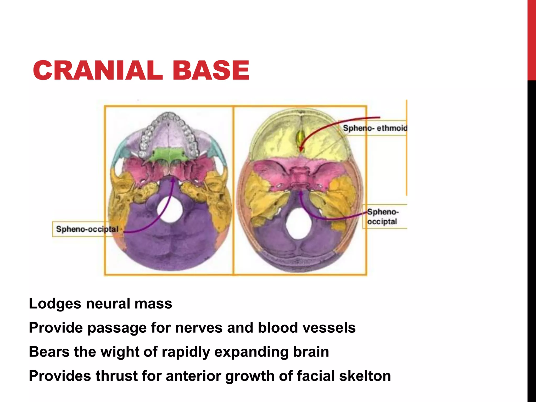 Postnatal growth of cranio facial structures | PDF
