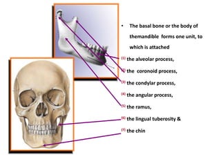 Postnatal growth of the skull and jaws _ Dr. Nabil Al-Zubair | PDF