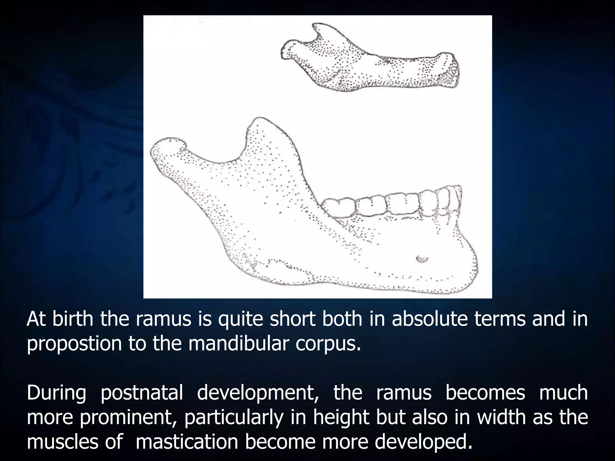 Postnatal growth of mandible | PPT