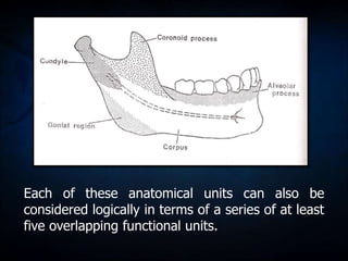 Postnatal growth of mandible | PPT