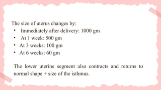 The size of uterus changes by:
• Immediately after delivery: 1000 gm
• At 1 week: 500 gm
• At 3 weeks: 100 gm
• At 6 weeks: 60 gm
The lower uterine segment also contracts and returns to
normal shape + size of the isthmus.
 