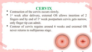 CERVIX
 Contraction of the cervix occurs slowly.
 1st
week after delivery, external OS allows insertion of 2
fingers and by end of 1st
week postpartum cervix gets narrow,
only finger tip can admit.
 Contour of cervix regains around 6 weeks and external OS
never returns to nulliparous stage.
 
