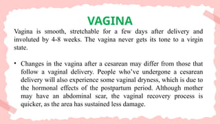 VAGINA
Vagina is smooth, stretchable for a few days after delivery and
involuted by 4-8 weeks. The vagina never gets its tone to a virgin
state.
• Changes in the vagina after a cesarean may differ from those that
follow a vaginal delivery. People who’ve undergone a cesarean
delivery will also experience some vaginal dryness, which is due to
the hormonal effects of the postpartum period. Although mother
may have an abdominal scar, the vaginal recovery process is
quicker, as the area has sustained less damage.
 
