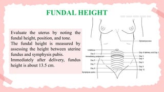 Evaluate the uterus by noting the
fundal height, position, and tone.
The fundal height is measured by
assessing the height between uterine
fundus and symphysis pubis.
Immediately after delivery, fundus
height is about 13.5 cm.
FUNDAL HEIGHT
 