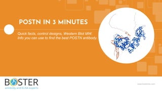 www.bosterbio.com
POSTN IN 3 MINUTES
Quick facts, control designs, Western Blot MW.
Info you can use to find the best POSTN antibody.
 