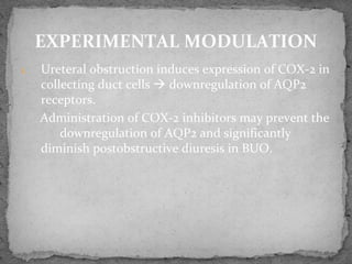 1. Ureteral obstruction induces expression of COX-2 in
collecting duct cells  downregulation of AQP2
receptors.
Administration of COX-2 inhibitors may prevent the
downregulation of AQP2 and significantly
diminish postobstructive diuresis in BUO.
EXPERIMENTAL MODULATION
 