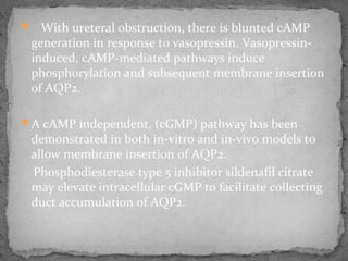  With ureteral obstruction, there is blunted cAMP
generation in response to vasopressin. Vasopressin-
induced, cAMP-mediated pathways induce
phosphorylation and subsequent membrane insertion
of AQP2.
A cAMP independent, (cGMP) pathway has been
demonstrated in both in-vitro and in-vivo models to
allow membrane insertion of AQP2.
Phosphodiesterase type 5 inhibitor sildenafil citrate
may elevate intracellular cGMP to facilitate collecting
duct accumulation of AQP2.
 