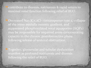 contribute to diuresis, natriuresis & rapid return to
maximal renal function following relief of BUO.
Decreased Na+,K,+,2Cl− cotransporter type 2, collapse
of the inner medulla osmotic gradient, and
suppressed phosphorylated renal aquaporins (AQP2)
may be responsible for impaired urine-concentrating
capacity in the chronic postobstructive phase
following release of ureteral obstruction.
Together, glomerular and tubular dysfunction
manifest as profound natriuresis and diuresis
following the relief of BUO.
 