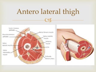 Antero lateral thigh 
 
 
