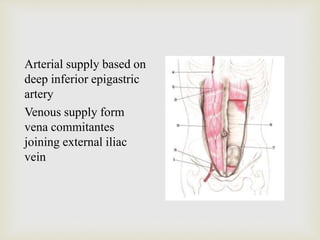 Arterial supply based on 
deep inferior epigastric 
artery 
Venous supply form 
vena commitantes 
joining external iliac 
vein 
 