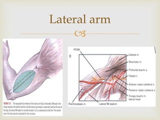 Lateral arm 
 
 