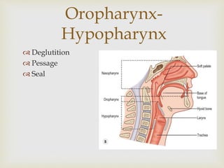 Oropharynx- 
Hypopharynx 
 Deglutition 
 Pessage 
 Seal 
 