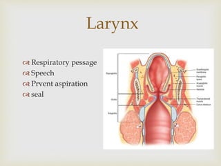 Larynx 
 Respiratory pessage 
 Speech 
 Prvent aspiration 
 seal 
 