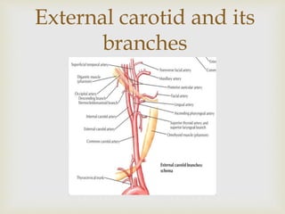 External carotid and its 
branches 
 
