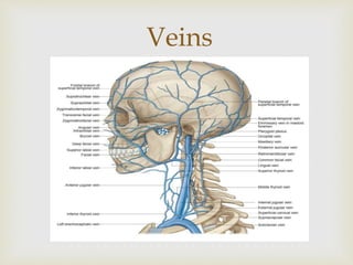 Veins 
 