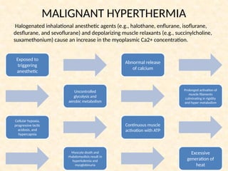 MALIGNANT HYPERTHERMIA
Halogenated inhalational anesthetic agents (e.g., halothane, enflurane, isoflurane,
desflurane, and sevoflurane) and depolarizing muscle relaxants (e.g., succinylcholine,
suxamethonium) cause an increase in the myoplasmic Ca2+ concentration.
Exposed to
triggering
anesthetic
Abnormal release
of calcium
Prolonged activation of
muscle filaments
culminating in rigidity
and hyper metabolism
Uncontrolled
glycolysis and
aerobic metabolism
Cellular hypoxia,
progressive lactic
acidosis, and
hypercapnia
Continuous muscle
activation with ATP
Excessive
generation of
heat
Myocyte death and
rhabdomyolisis result in
hyperkalemia and
myoglobinuria
 