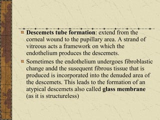 Descemets tube formation : extend from the corneal wound to the pupillary area. A strand of vitreous acts a framework on which the endothelium produces the descemets. Sometimes the endothelium undergoes fibroblastic change andd the susequent fibrous tissue that is produced is incorporated into the denuded area of the descemets. This leads to the formation of an atypical descemets also called  glass membrane  (as it is structureless) 
