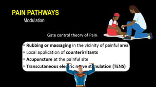 PAIN PATHWAYS
Modulation
Gate control theory of Pain:
 